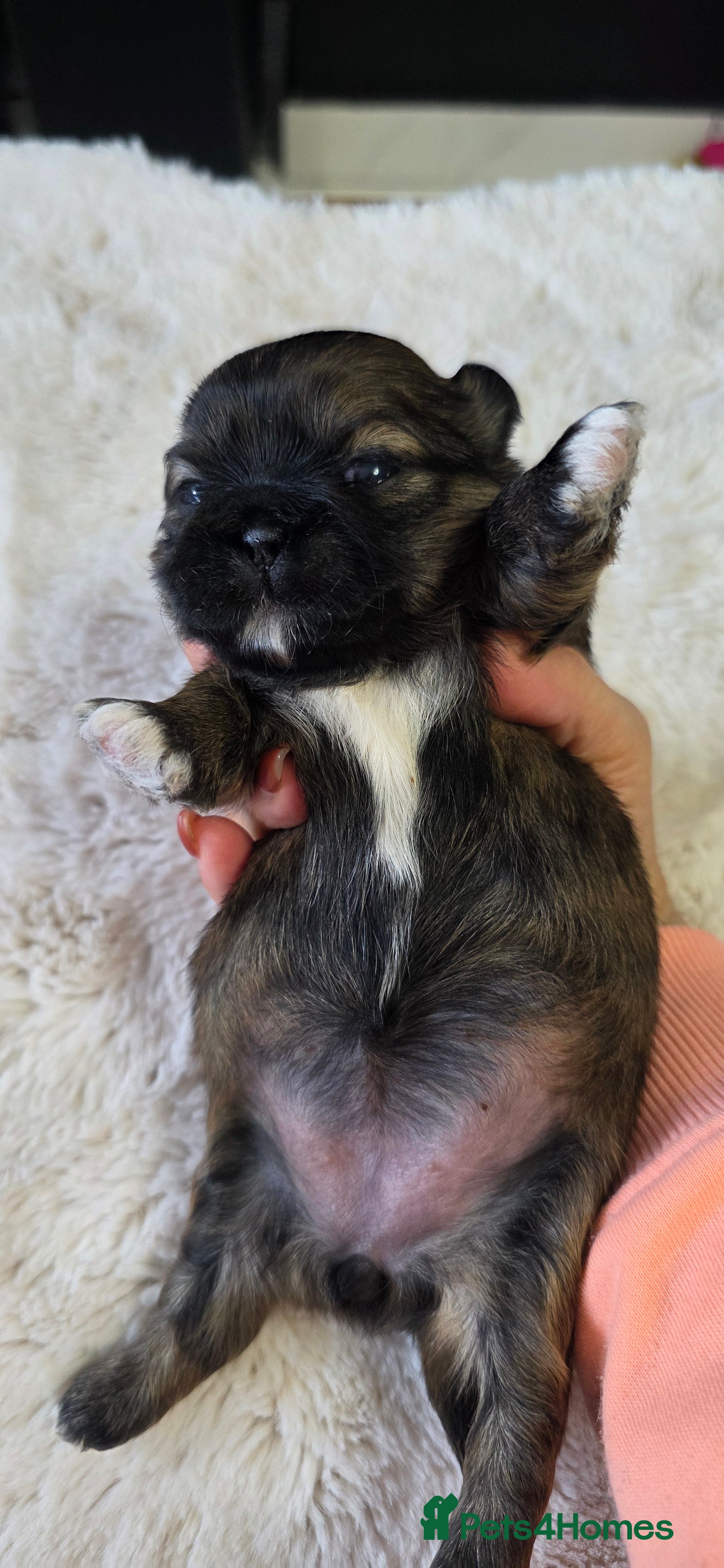 Shih Tzu dogs Beautiful Shih Tzu Puppies – Only 3(out of 6) left - Advert 2