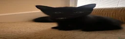 Mixed Breed cats for sale: 2 adorable black kittens available in Sutton-in-Ashfield - Advert 6