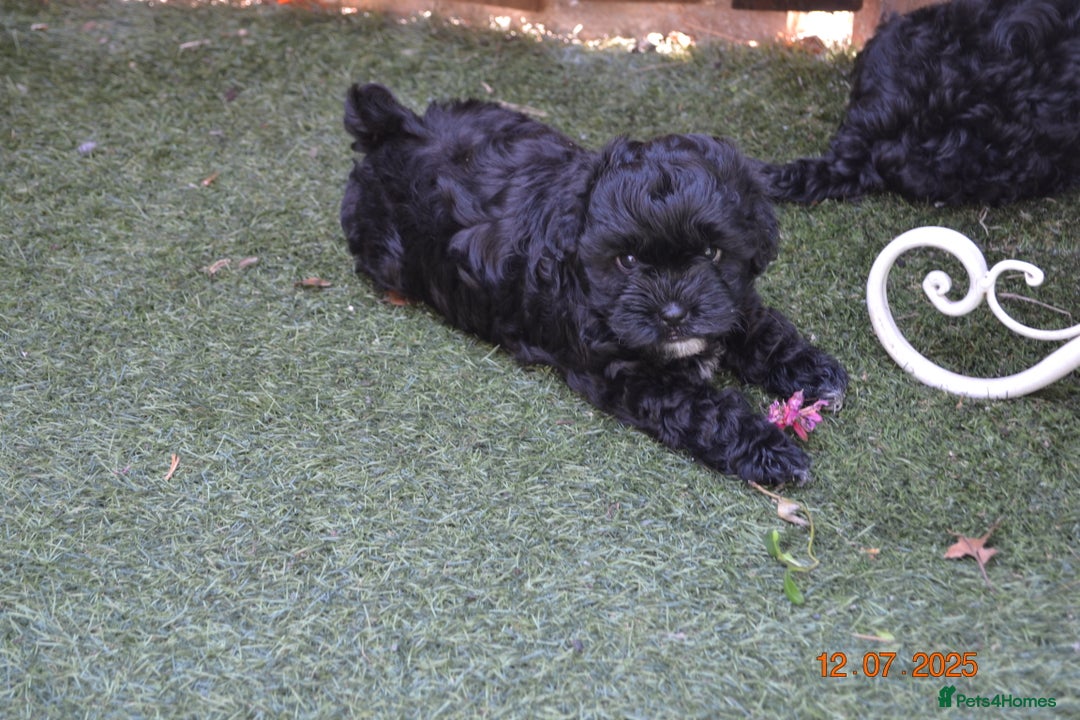 Shihpoo dogs for sale: rare black shipoos - Image 24