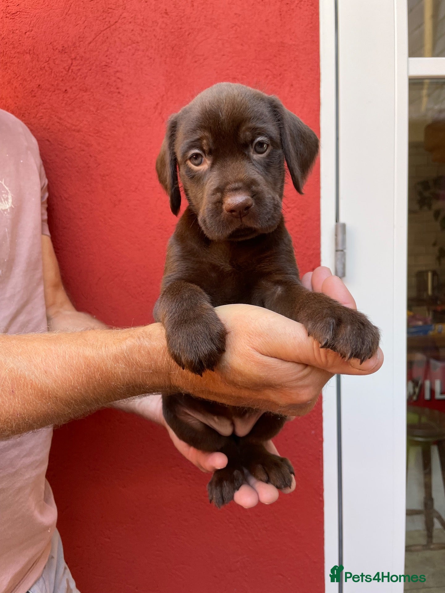 Mixed Breed dogs BEAUTIFUL LABRADOR X GWP X VIZSLA PUPPIES FOR SALE - Advert 2