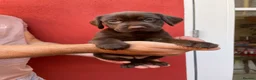 Mixed Breed dogs for sale: BEAUTIFUL LABRADOR X GWP X VIZSLA PUPPIES FOR SALE - Advert 2