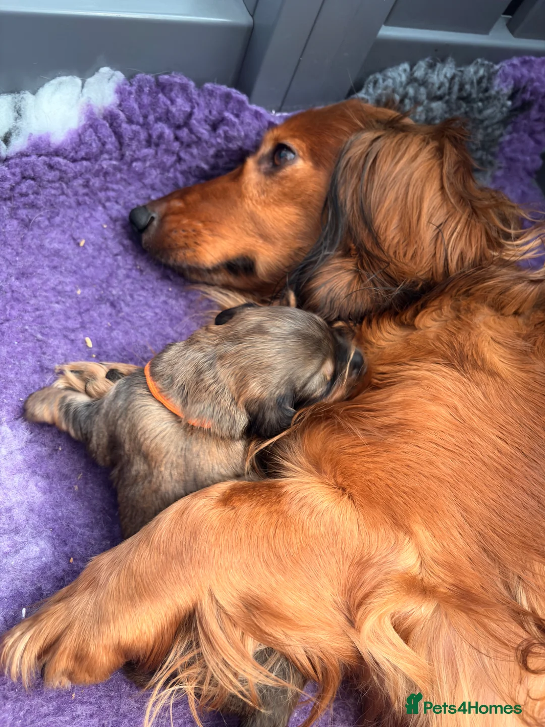 Dachshund dogs for sale: Standard longhair dachshund - Advert 1