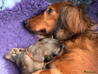 Dachshund dogs Standard longhair dachshund - Advert 1