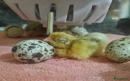 Quail poultry for sale: Covey of 13 Quail  - Image 8