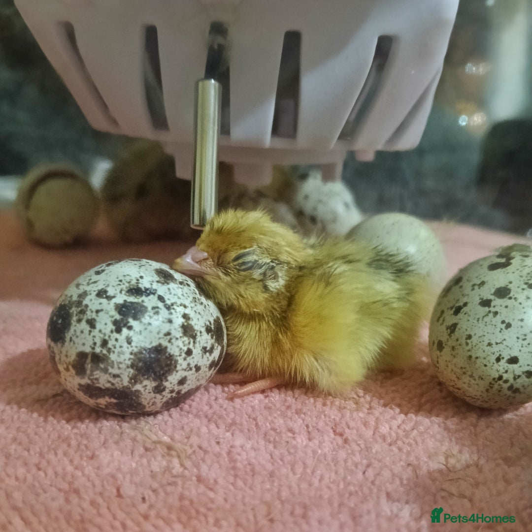 Quail poultry for sale: Covey of 13 Quail  - Image 8