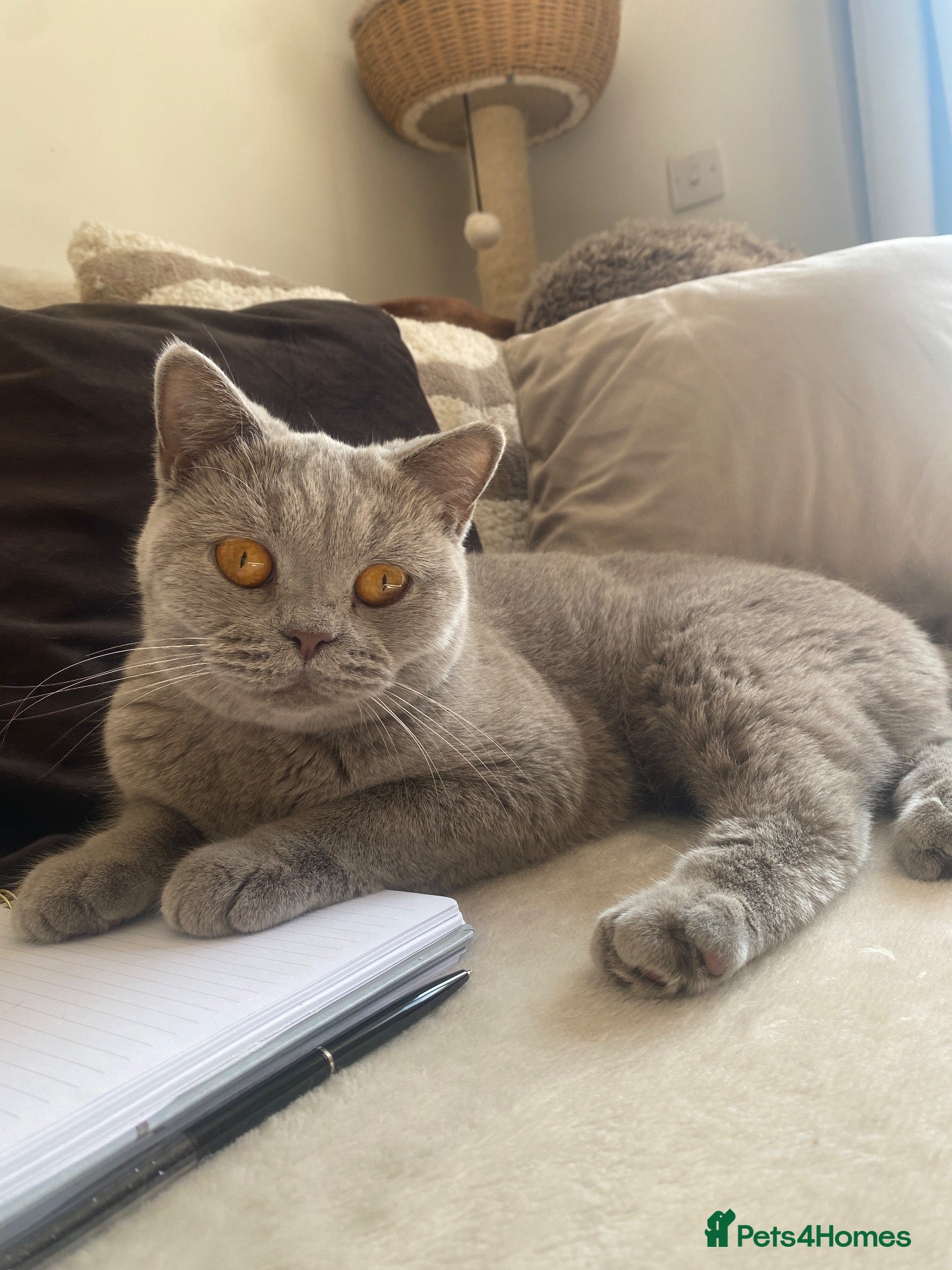 British Shorthair cats GCCF Active Lilac girl  - Advert 2