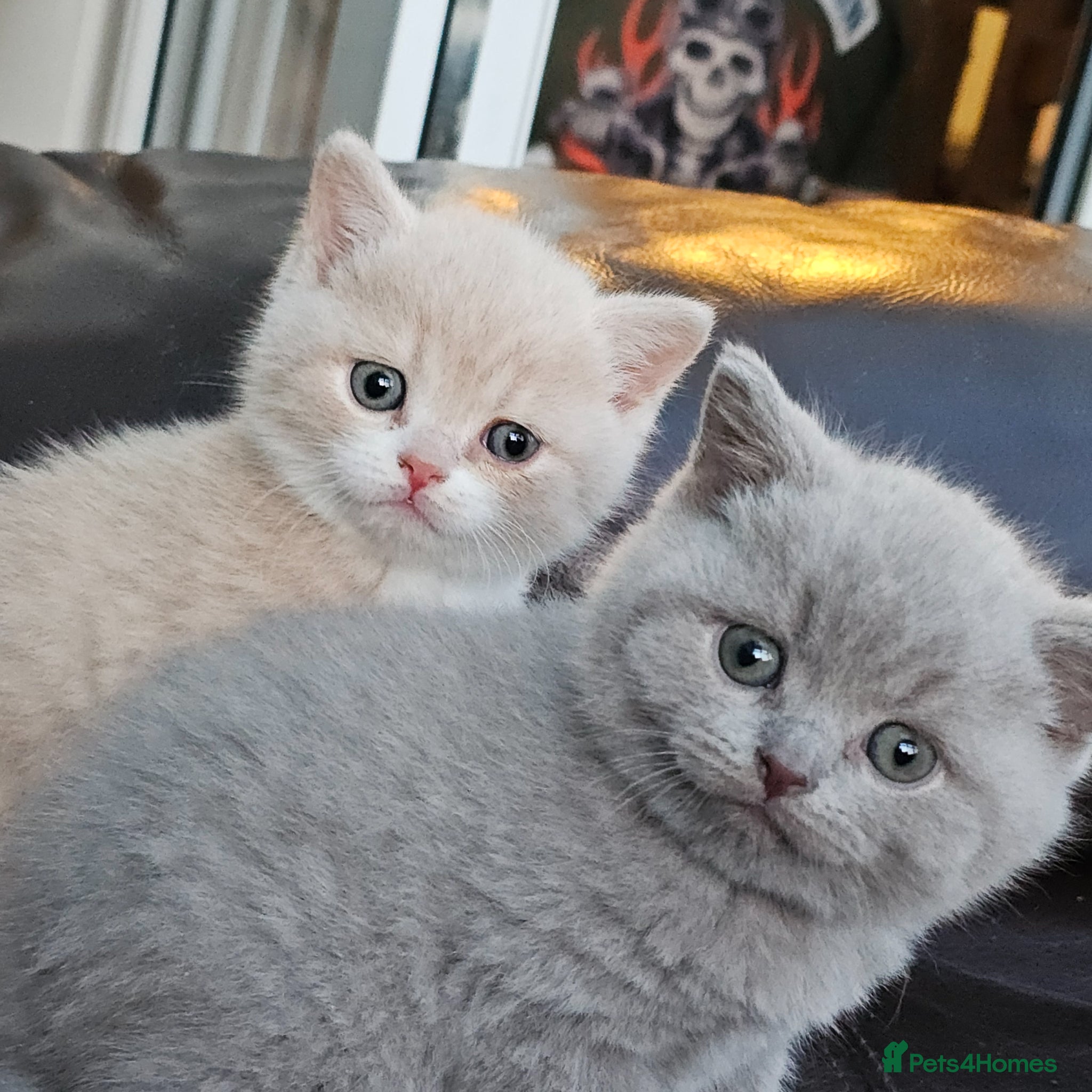 British Shorthair cats GCCF lilac boy ready to leave - Advert 11
