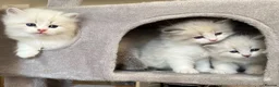 Siberian cats for sale: Neva Masquerade Siberian  - Advert 4