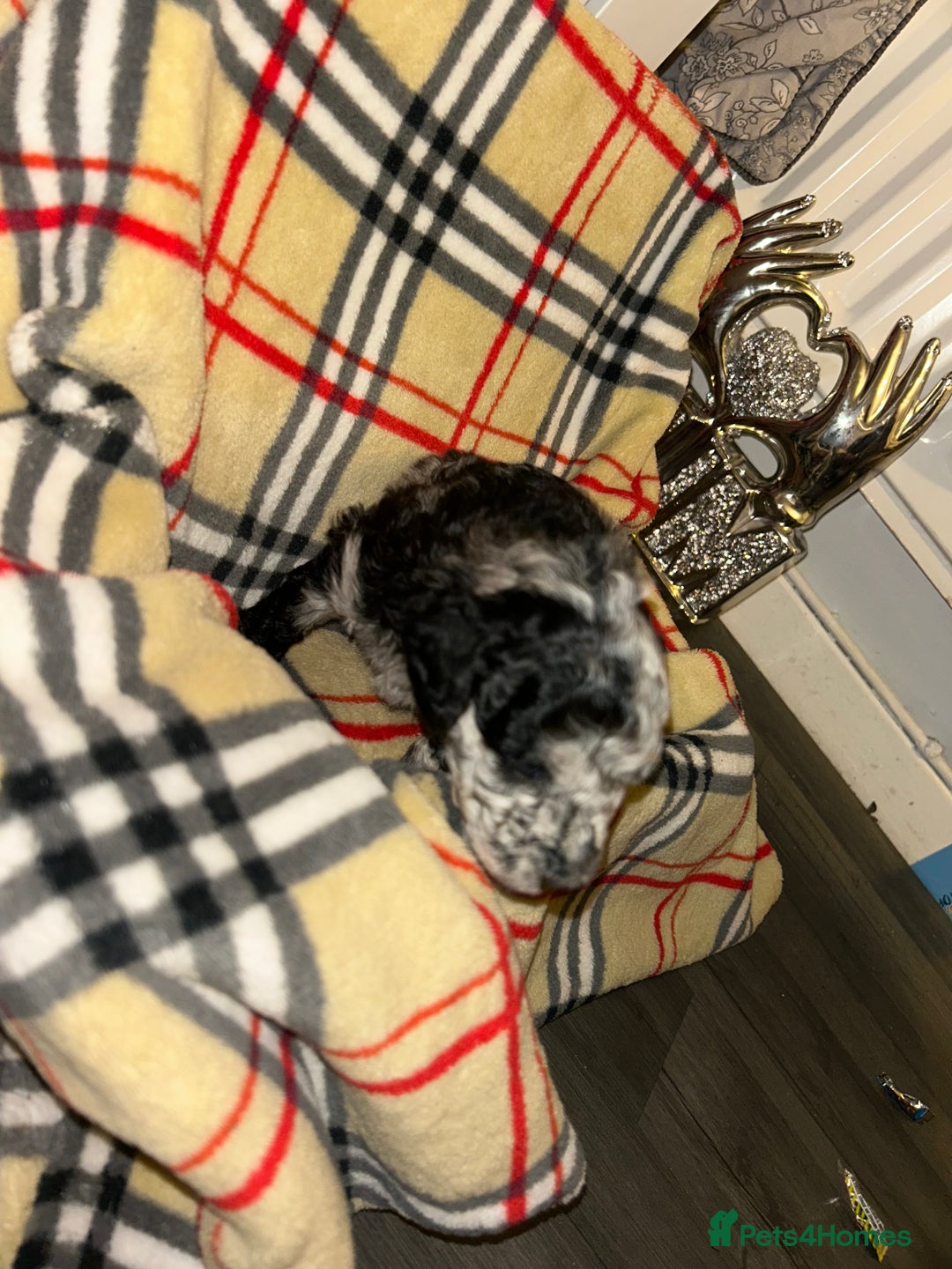 Mixed Breed dogs for sale: Fb1 bedipoo merl  - Image 10