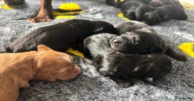 Cocker Spaniel dogs - Advert 4