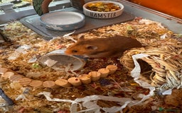 Hamster rodents for sale: Male Syrian hamster - Image 4