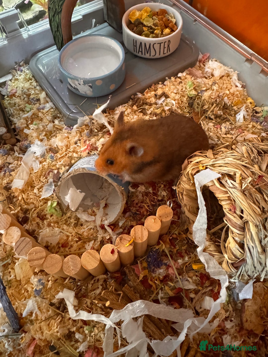 Hamster rodents for sale: Male Syrian hamster - Image 4