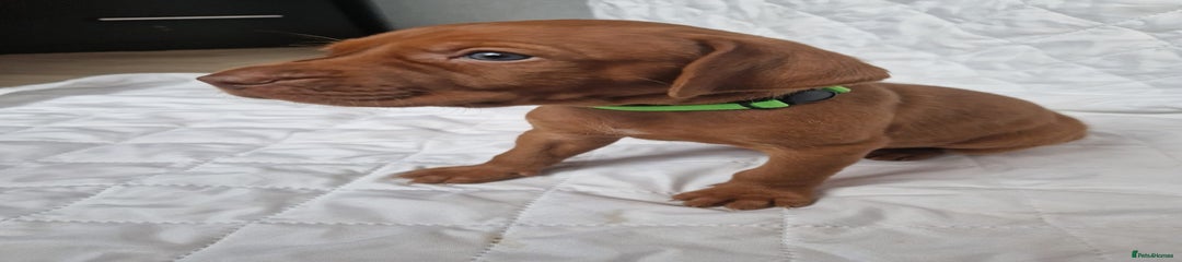 Hungarian Vizsla Puppy 1