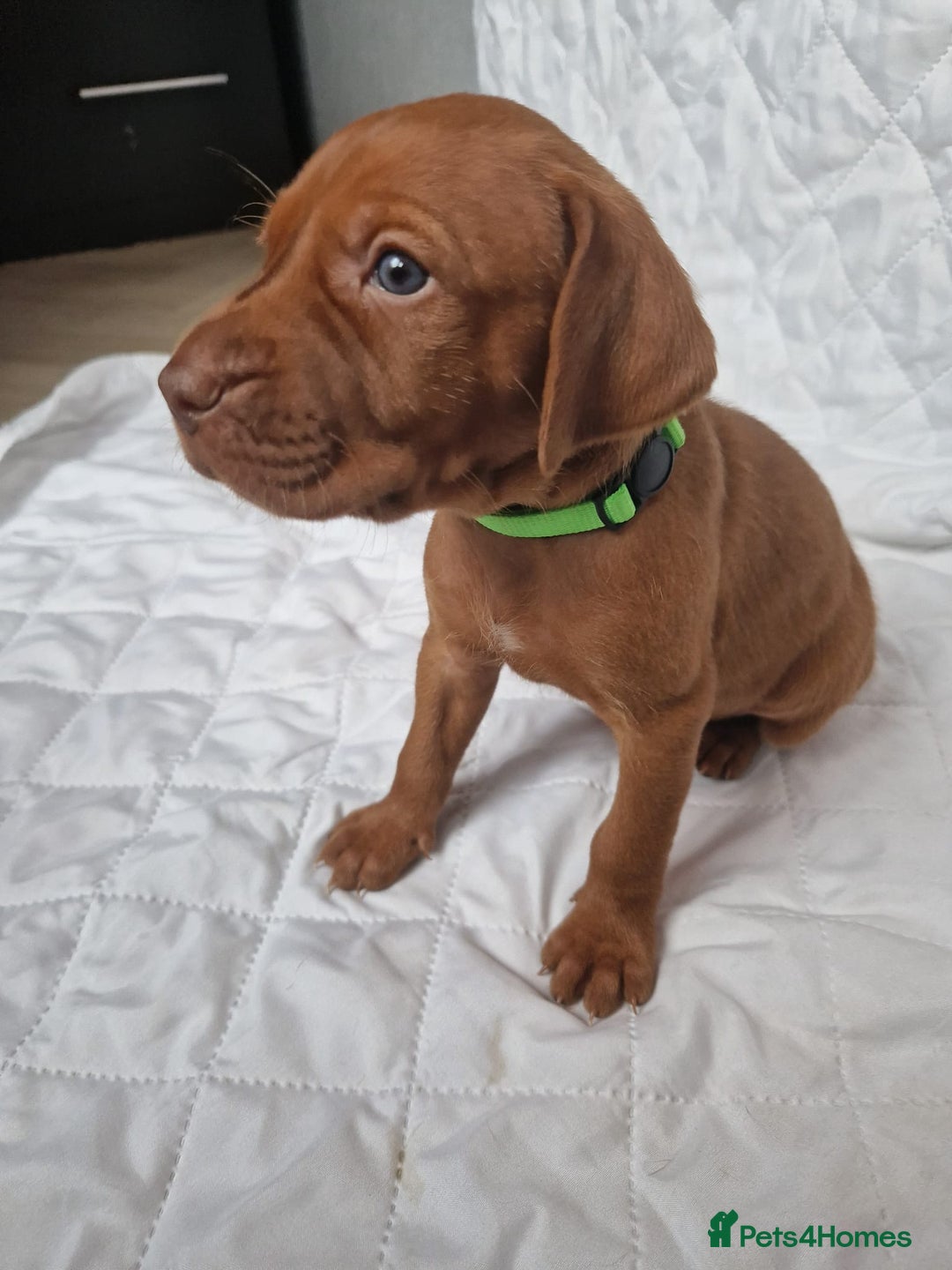 Hungarian Vizsla dogs for sale: daisy has given birth to 8 beautiful puppies  - Advert 8