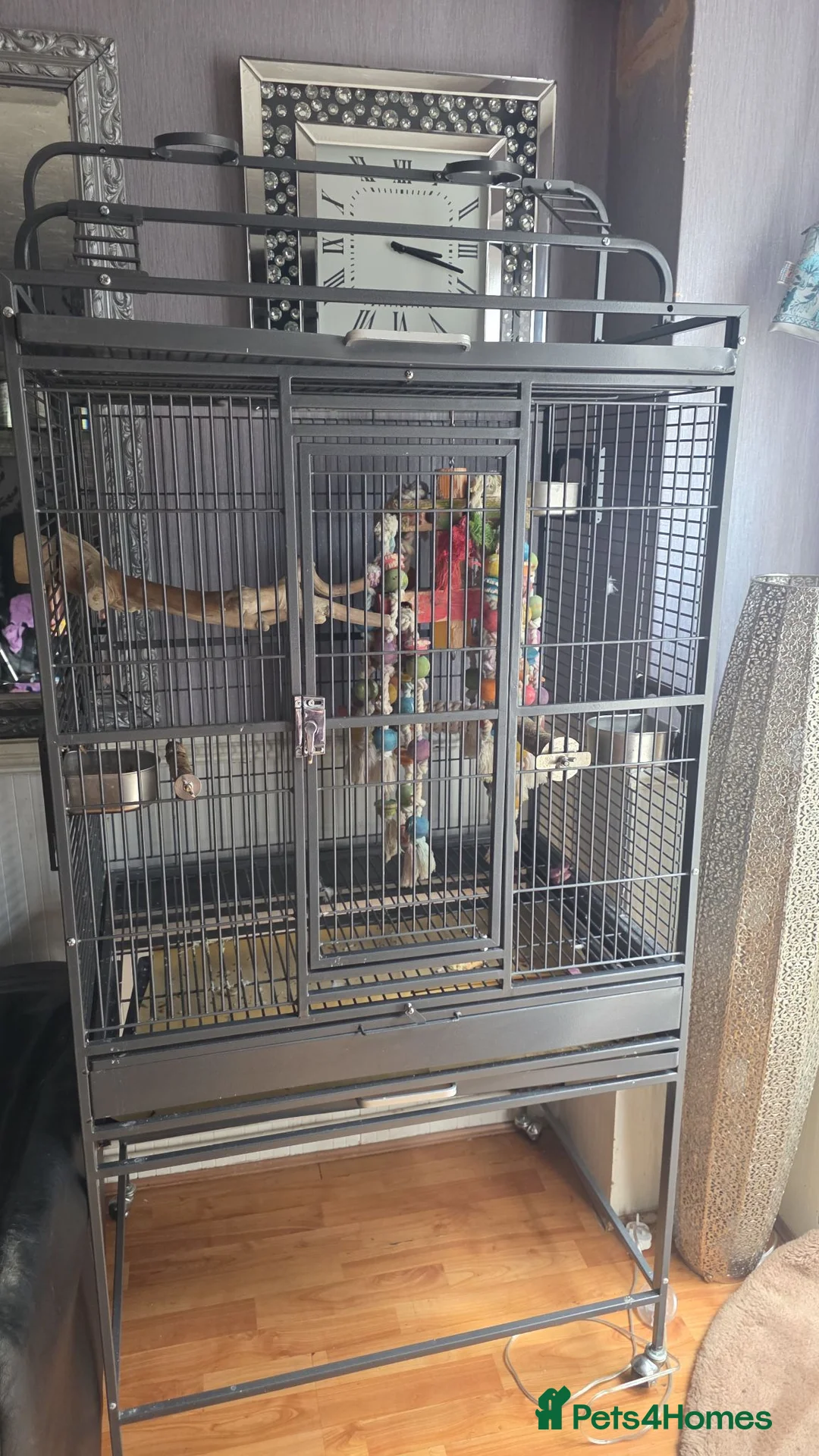 Parrots birds for sale: Double Yellow headed Amazon - Advert 12