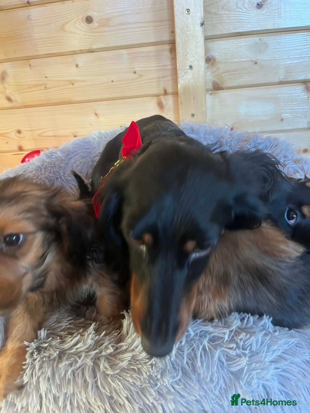 Mixed Breed dogs for sale: Dashound x jack Russell pups - Advert 7