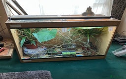 Chameleon reptiles for sale: Yemen Chameleon + Vivarium Setup Kit - Image 3