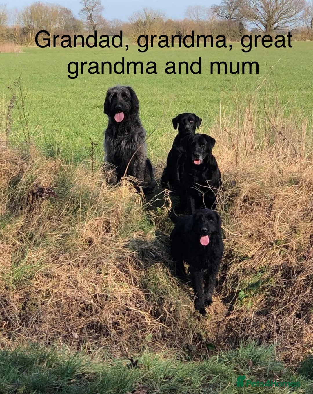 Mixed Breed dogs for sale: Stunning Labradoodles  - Image 11