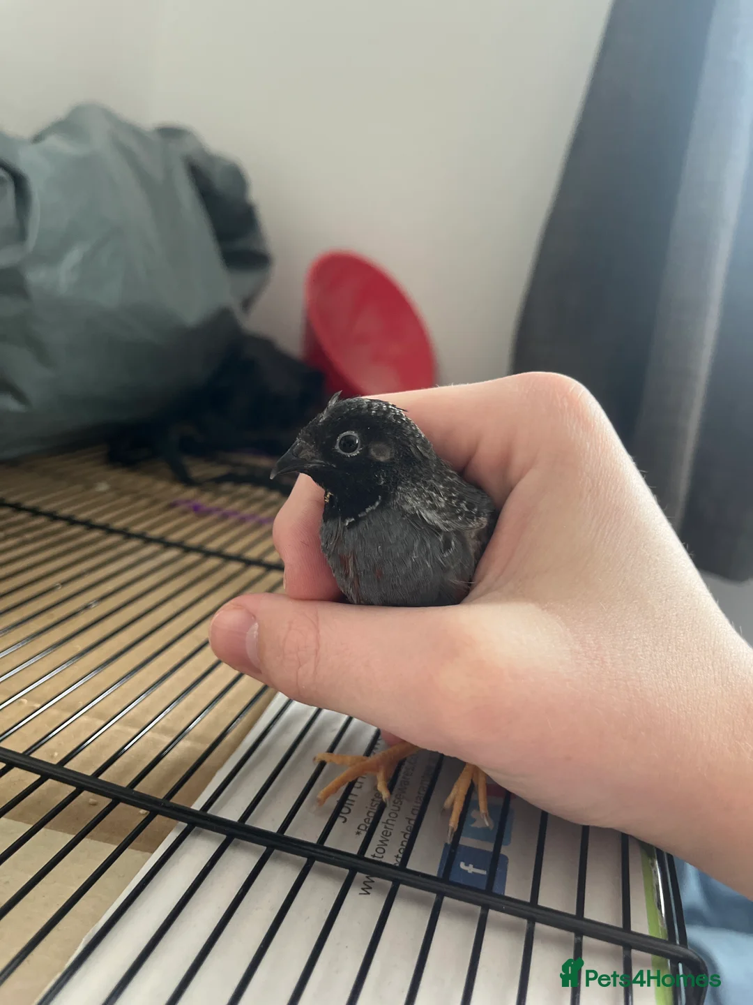 Quail poultry for sale: 4 adult male chinese painted quail in Reading - Advert 2