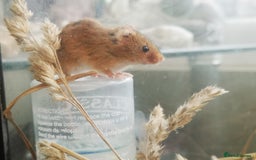 Mouse rodents for sale: Harvest mice for sale  - Image 6