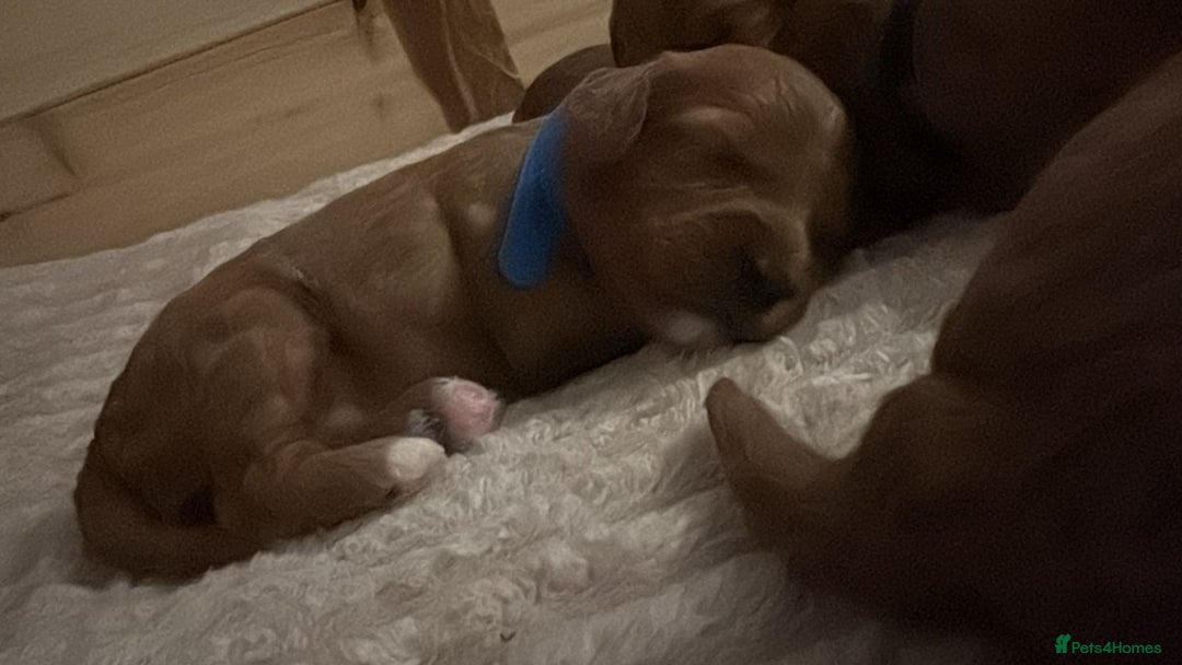Cavapoo dogs for sale: Gorgeous and adorable F1b toy cavapoo puppies  - Image 11