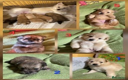 Pomsky dogs for sale: Amazing pomsky puppies - Advert 4