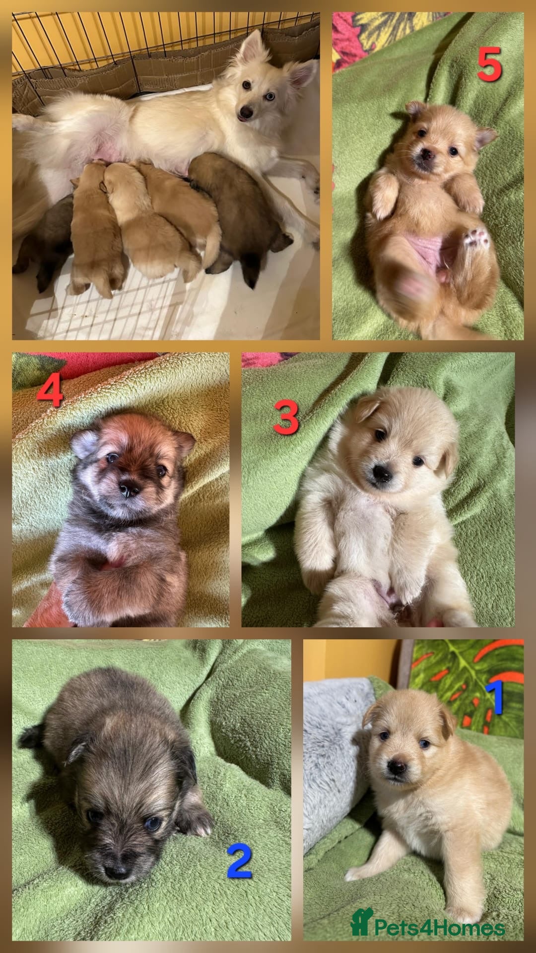 Pomsky dogs for sale: Amazing pomsky puppies - Advert 4