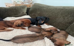 Miniature Dachshund dogs for sale: 2 Beautiful Red/Brown Miniature Dachshunds in Epsom - Image 13