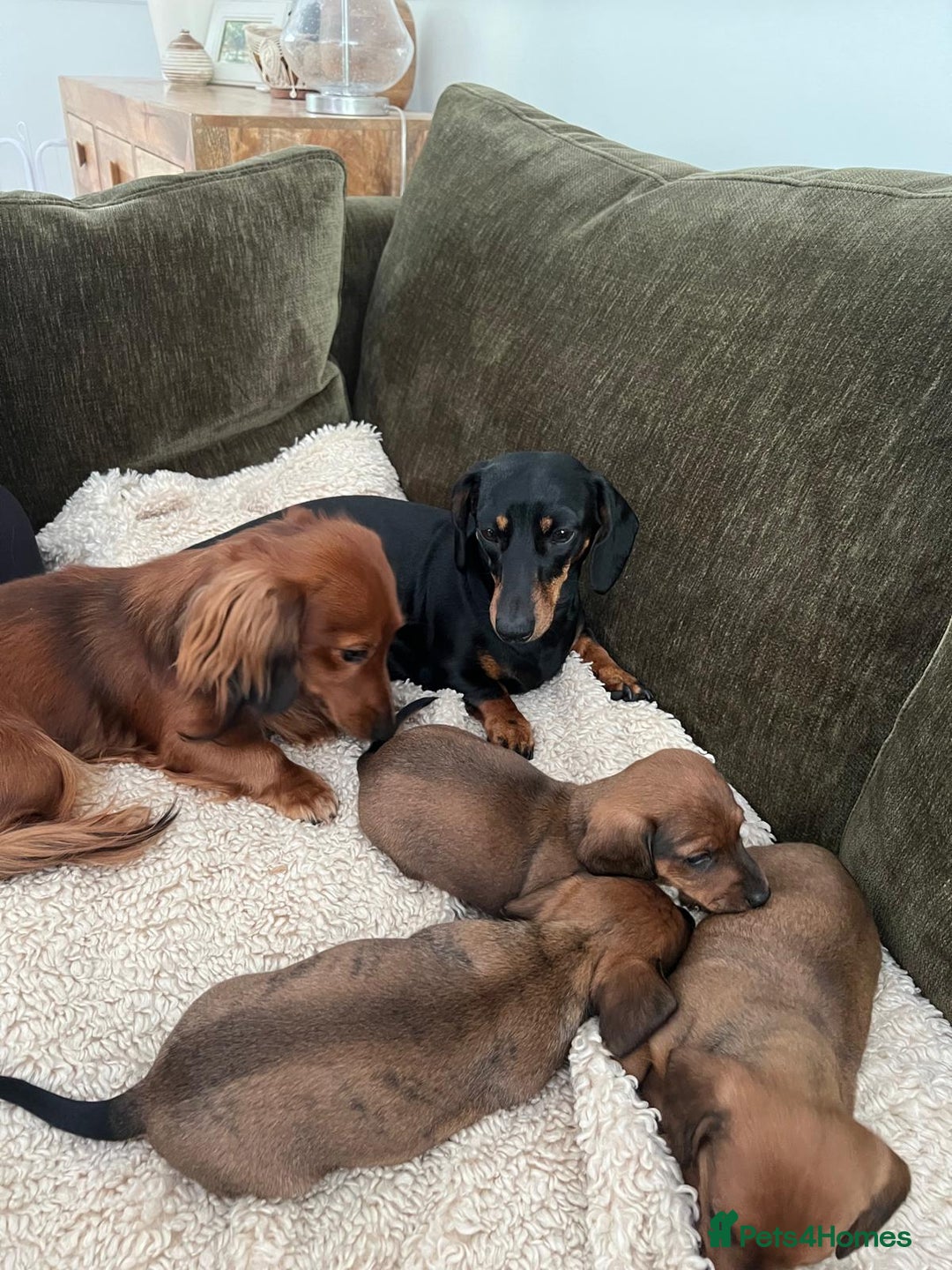Miniature Dachshund dogs for sale: 2 Beautiful Red/Brown Miniature Dachshunds in Epsom - Image 13