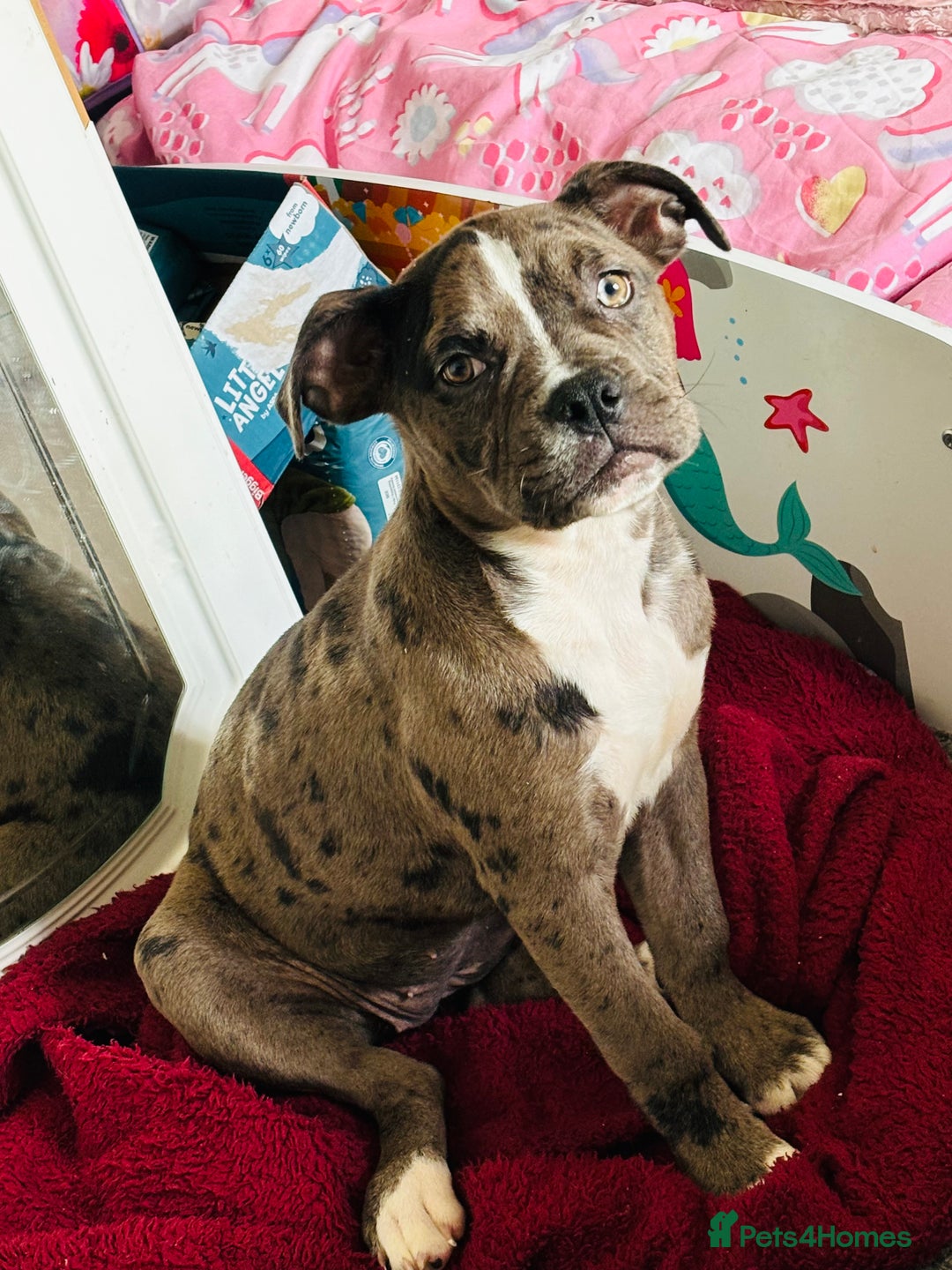 Staffordshire Bull Terrier dogs for sale: Merle female pocket bully  - Advert 1