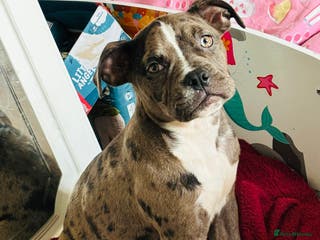 Staffordshire Bull Terrier dogs Merle female pocket bully - Advert 2