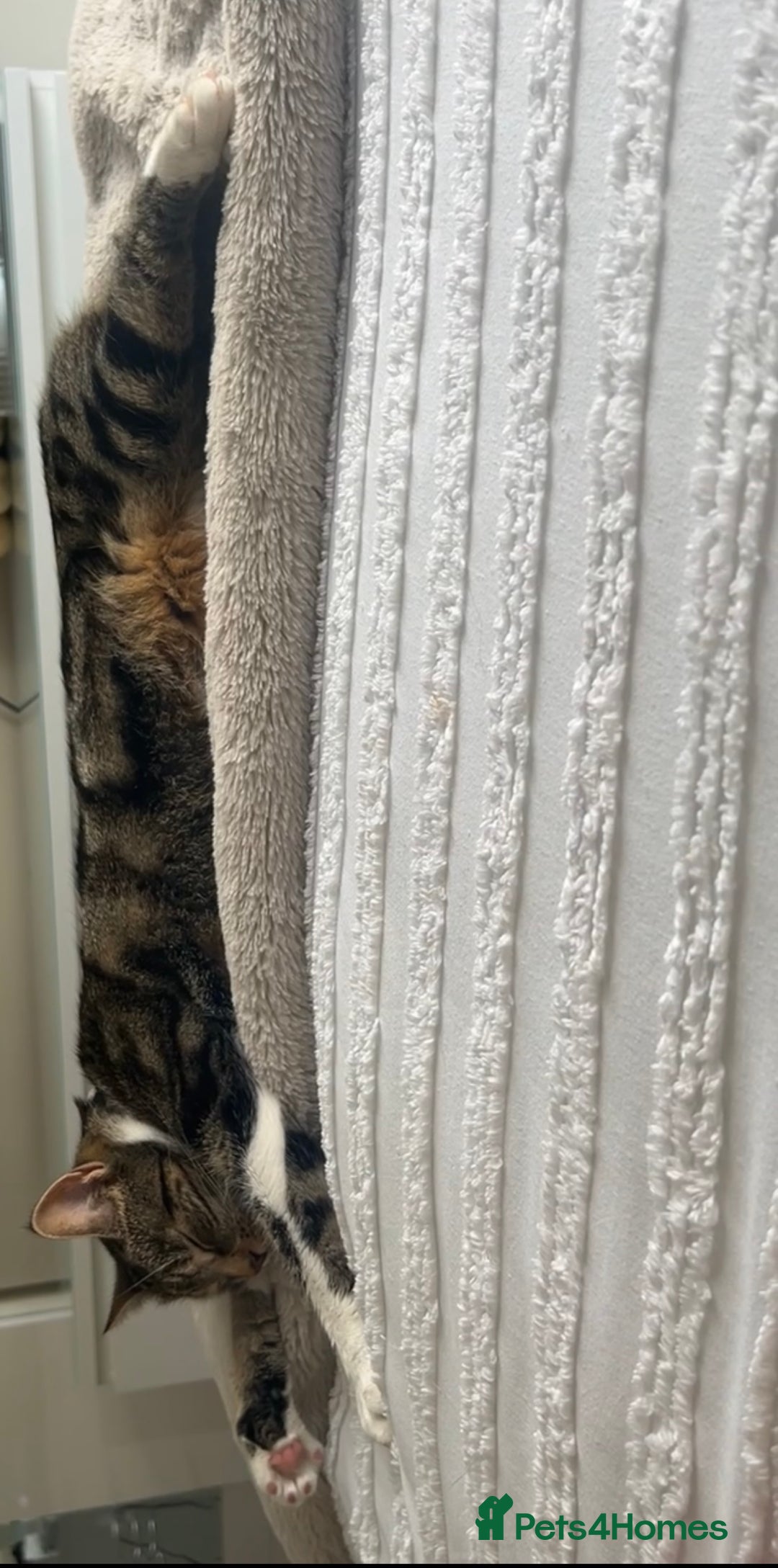 Mixed Breed cats for sale: Female cat  - Advert 3