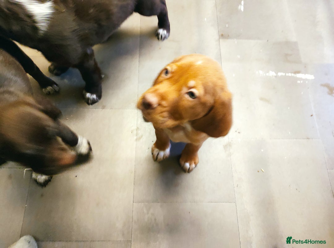 Mixed Breed dogs for sale: Sprizla pointer puppies for sale  - Image 2