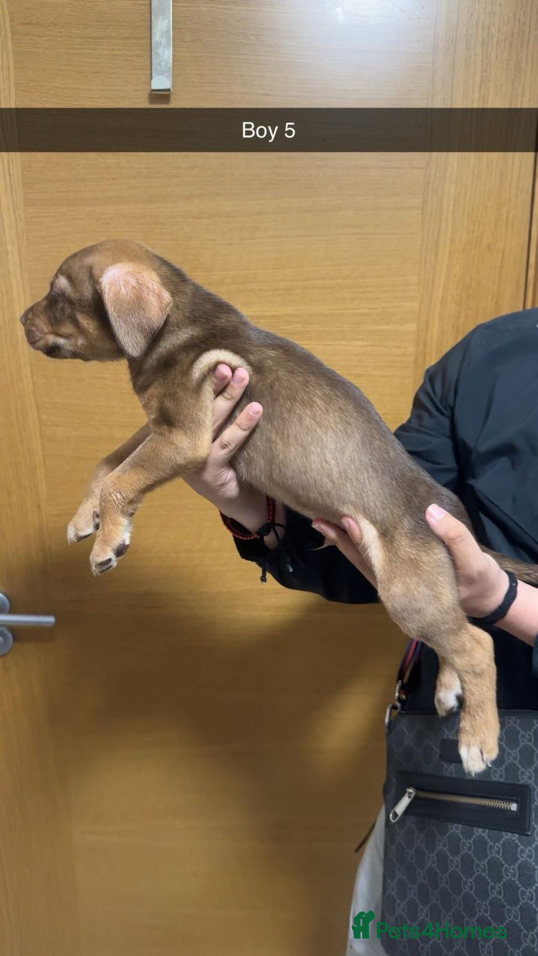 Mixed Breed dogs for sale: Puppies for sale  - Image 14