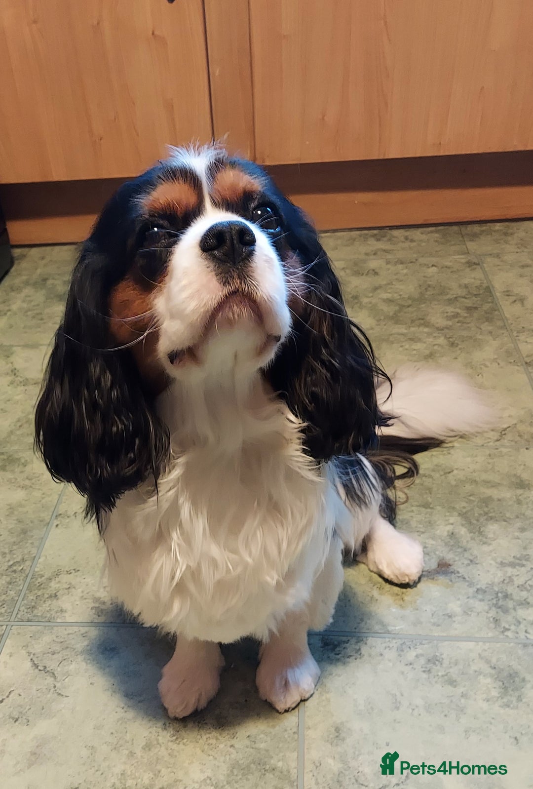 Cavalier King Charles Spaniel dogs for stud: CKCS STUD DOG/ DNA / CHAMPION LINES  - Advert 3