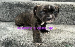 Staffordshire Bull Terrier dogs for sale: 4 staffy pups  - Image 8