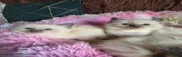Ragdoll cats for sale: Four Stunning GCCF Registered Girls - Advert 6