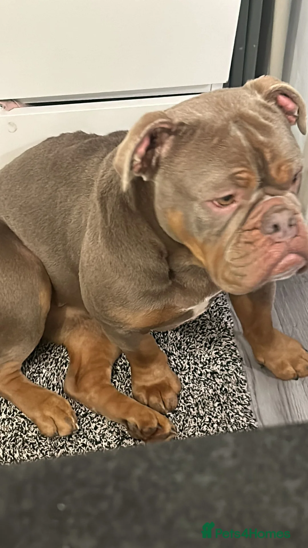 Olde English Bulldogge dogs for sale: Oldee English bulldogge  - Advert 10