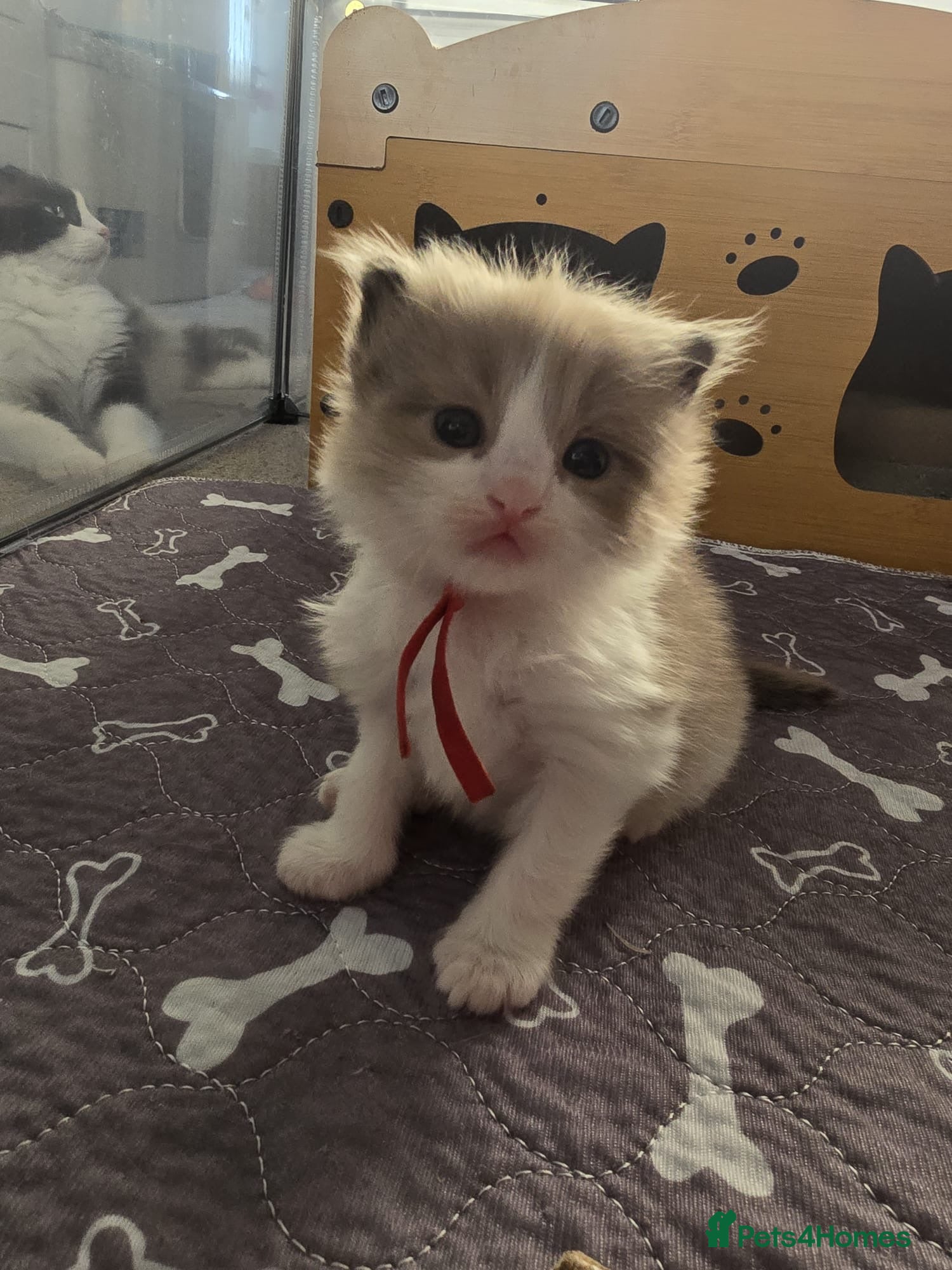 Ragdoll cats CollieKiss Ragdolls – Beautiful TICA Registered - Advert 1