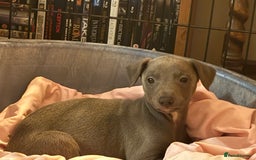 Whippet dogs for sale: Beautiful KC Whippet puppies  - Image 3