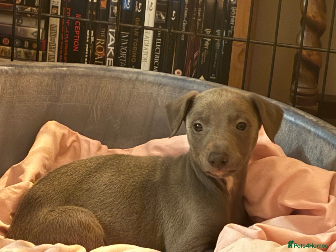 Whippet dogs for sale: Beautiful KC Whippet puppies  - Image 3