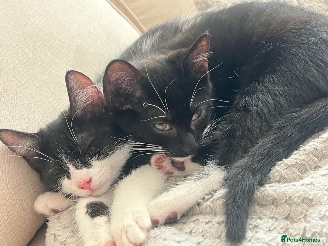 British Shorthair cats for sale: tom and jerry in Newbury - Advert 6