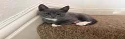 Mixed Breed cats for sale: Scotish fold mix kittens ready for there homes  - Advert 10