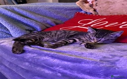 Domestic Shorthair cats for sale: Beautiful tabby shorthair kittens for sale  - Image 10