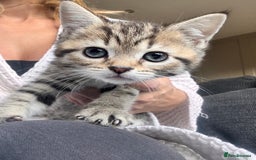 Scottish Fold cats for sale: Scottish straight x Bengal x Tabby  - Image 2