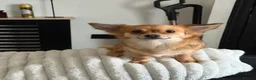 Chihuahua dogs for sale: 2 long haired adult chihuahua girls in Hebburn - Advert 4