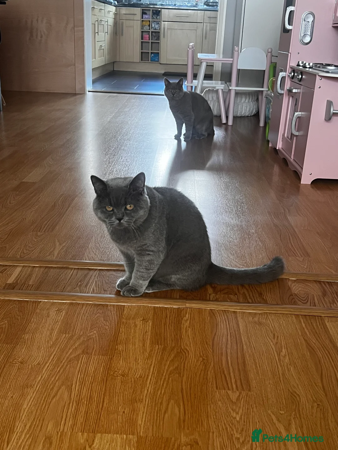 British Shorthair cats for sale: British Short hair - 2 males, 6 months - Advert 4
