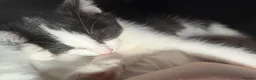 Mixed Breed cats for sale: 2 kittens for sale in Watchet  in Watchet - Advert 3