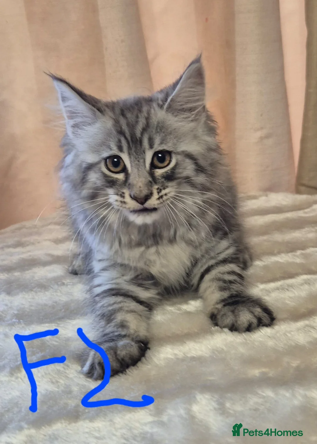 Maine Coon cats for sale: Maine coon kittens - Advert 2