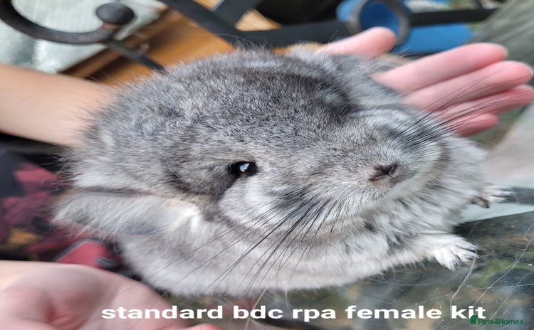 Chinchilla rodents in Bournemouth - Advert 6